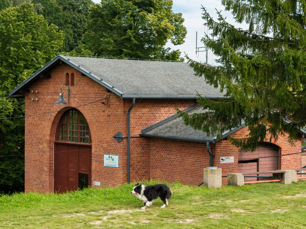 Czarnobiały pies biega na trawie przed czerwoną ceglaną budynkiem otoczonym drzewami.
